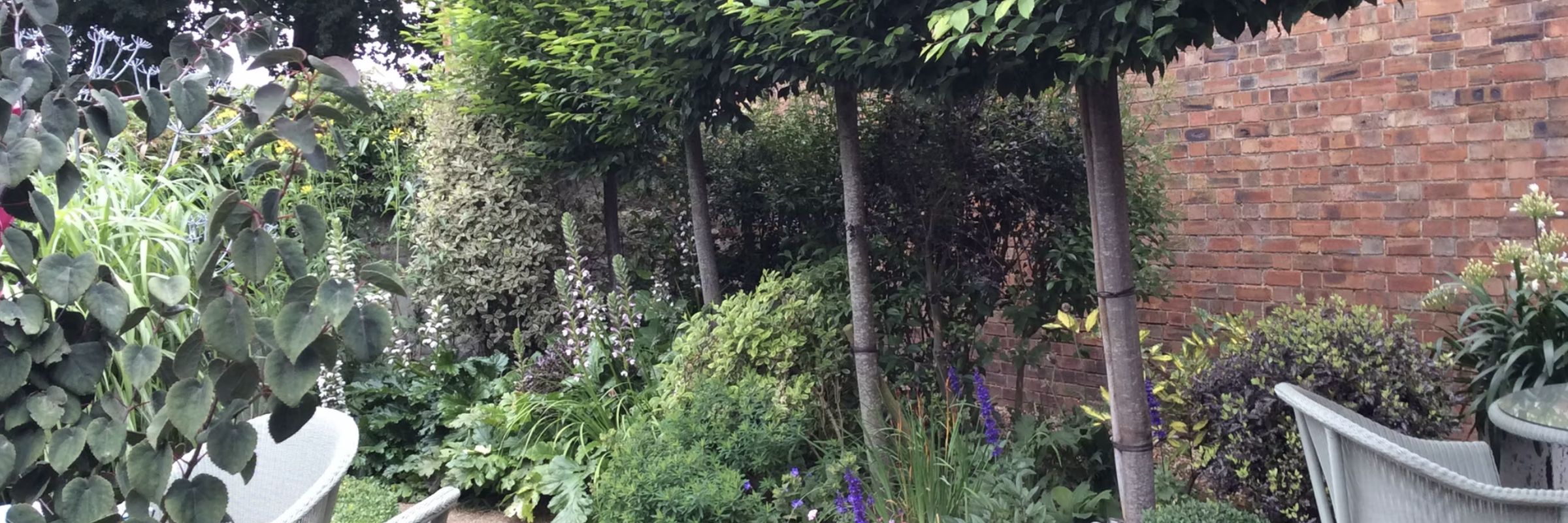 A walled courtyard with pleached hornbeam, clipped box and shade planting