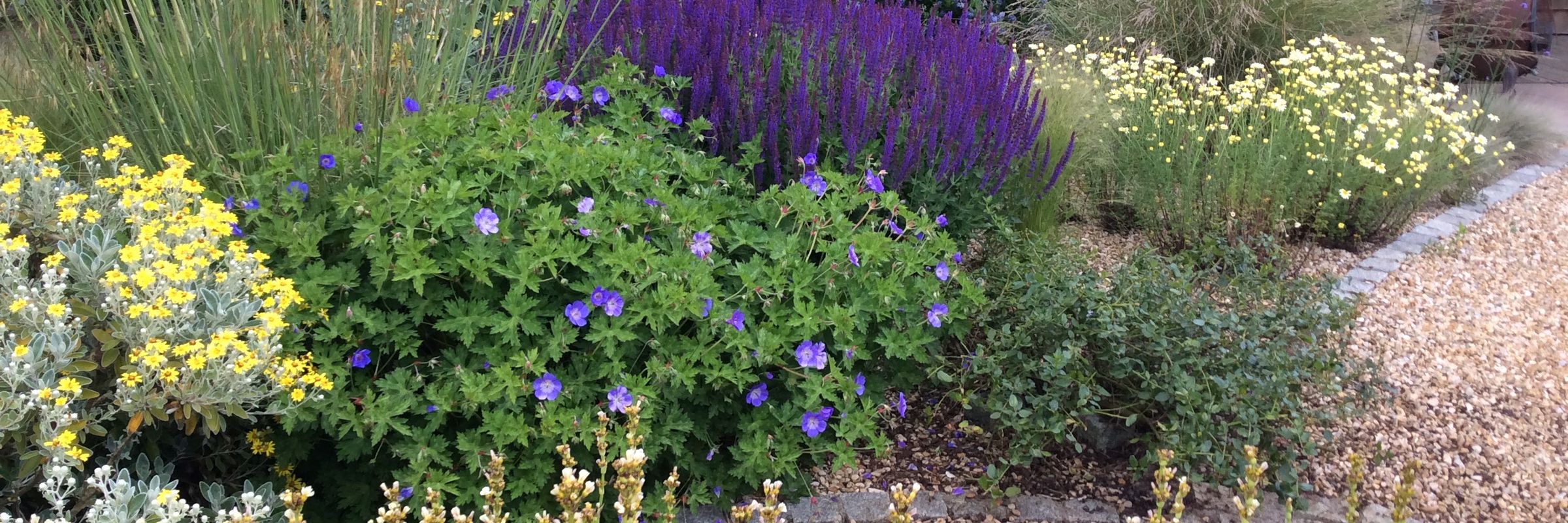 Deep borders of salvia, hardy geranium and yellow anthemis beside a gravel path